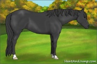 Horse Color:Smoky Black 