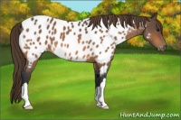Horse Color:Buckskin Roan Blanket 