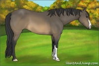 Horse Color:Buckskin 