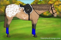 Horse Color:Buckskin Appaloosa