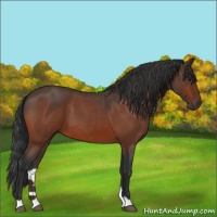 Horse Color:Bay Roan 