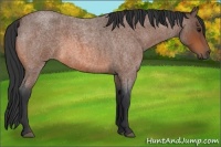 Horse Color:Bay Roan 