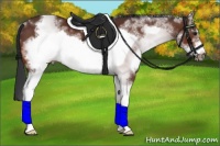 Horse Color:White Spotted Bay Frame Rabicano