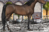 Horse Color:Brown 