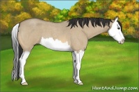 Horse Color:Buckskin Roan Dun Splash