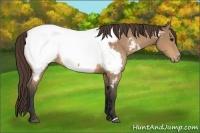 Horse Color:Buckskin Near Fewspot