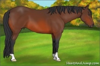 Horse Color:Unknown 