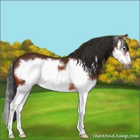 Horse Color:Bay Splash Frame