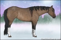Horse Color:Brown Dun Rabicano 