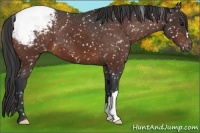Horse Color:Brown Appaloosa 