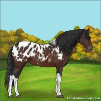 Horse Color:Brown Tobiano Near Leopard