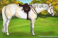 Horse Color:White Spotted Gold Cream Champagne Splash Frame
