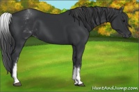 Horse Color:White Spotted Black 