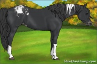 Horse Color:Black Tobiano Appaloosa 