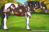 Horse Color:White Spotted Bay Tobiano