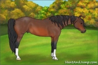 Horse Color:Bay Roan 