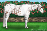 Horse Color:Bay Splash Tobiano Appaloosa  and Gray Bay Splash Tobiano Appaloosa 