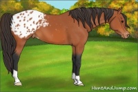 Horse Color:Bay Appaloosa 