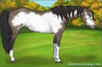 Horse Color:Brown Dun Frame Rabicano