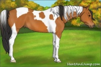 Horse Color:Bay Tobiano 