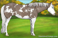 Horse Color:Gray White Spotted Silver Smoky Creme Splash Appaloosa 