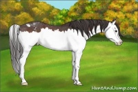 Horse Color:Bay Splash Appaloosa