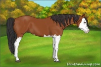 Horse Color:Bay Splash 