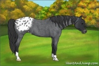 Horse Color:Blue Roan Appaloosa