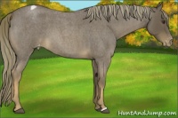 Horse Color:Liver Red Roan Appaloosa