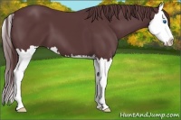 Horse Color:Chocolate Black Splash 