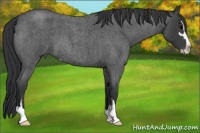 Horse Color:Blue Roan Sabino 