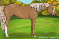 Horse Color:Gray Palomino