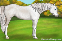 Horse Color:Gray Red Dun Roan Splash 