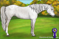 Horse Color:Gray Red Roan Appaloosa 