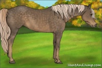 Horse Color:Chocolate Palomino 