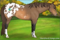 Horse Color:Buckskin Appaloosa 