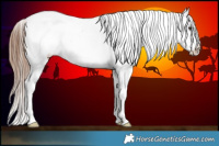 Horse Color:Chestnut Sabino Splash Appaloosa