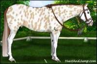 Horse Color:Red Dun Splash Appaloosa