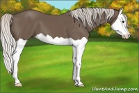 Horse Color:Silver Black Splash