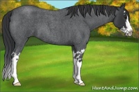 Horse Color:Blue Roan Splash 