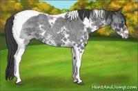 Horse Color:Blue Roan Splash Tobiano 