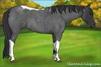 Horse Color:Blue Roan Tobiano 