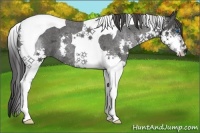 Horse Color:Blue Roan Splash Tobiano