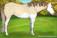 Horse Color:Sable Cream Champagne Dun Splash Varnish 