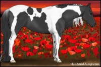 Horse Color:Black Tobiano 