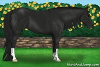 Horse Color:Gray Smoky Black 