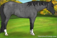 Horse Color:Blue Roan