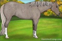 Horse Color:Silver Blue Roan 