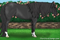 Horse Color:Smoky Black 