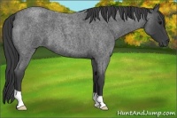 Horse Color:Smoky Blue Roan 